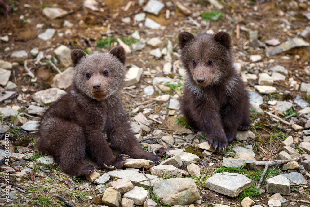 Fototapeta premium Two little brown bear cub on the edge of the forest