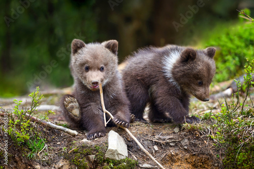 Two little brown bear cub are playing on the edge of the forest