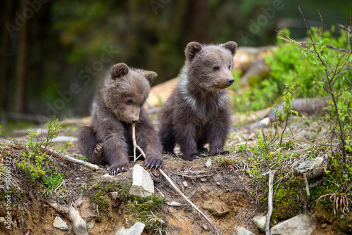 Tela Two little brown bear cub are playing in summer forest