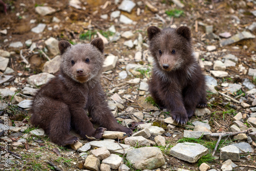 Two little brown bear cub on the edge of the forest © nmelnychuk