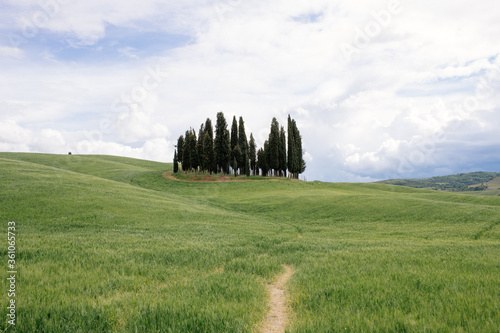 traditional Tuscan natural landscape with cypresses