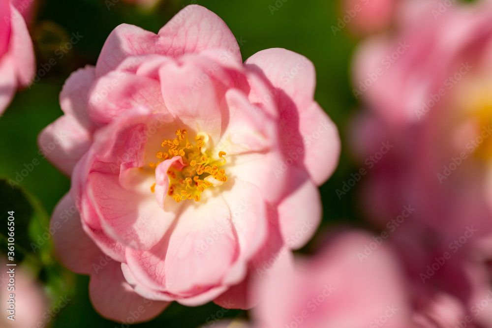 pink rose with water drops macro