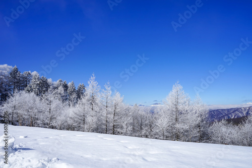 【霧氷イメージ】青空と繊細な霧氷 © travel