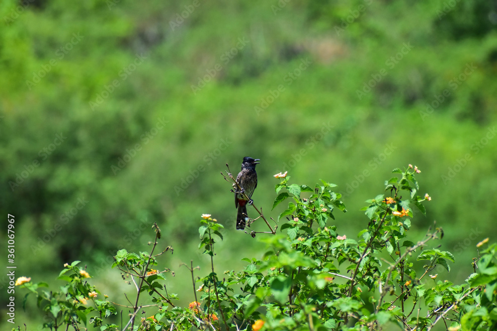 Bird on Tree Bird on Tree