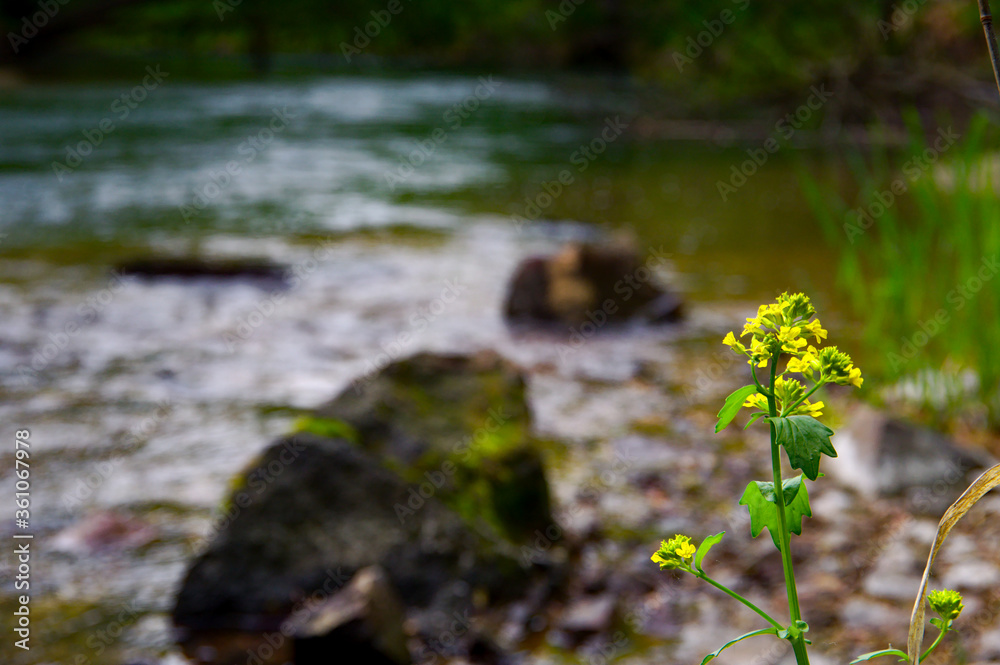 初夏の川辺に咲く黄色い野花。釧路川、北海道、日本。
