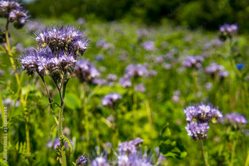 Obraz premium Beautiful flowers and grain fields with bees and insects