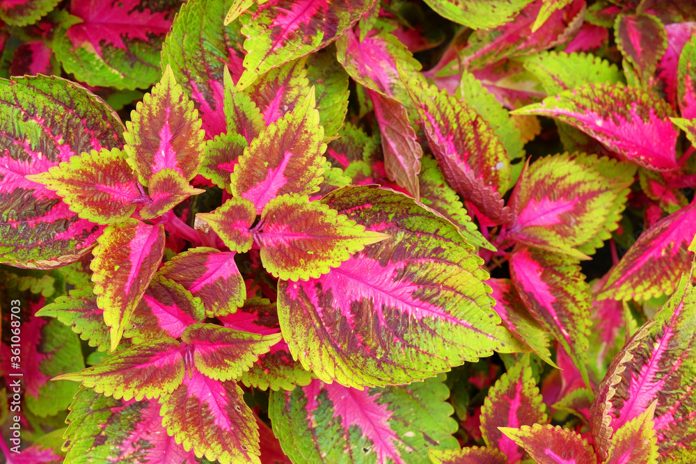 Top view colorful leave on nature background. Top view colorful leave on nature background.