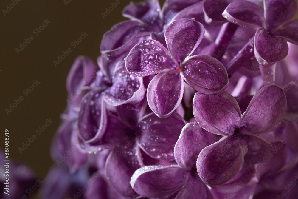 Wet fresh purple lilac flowers close up