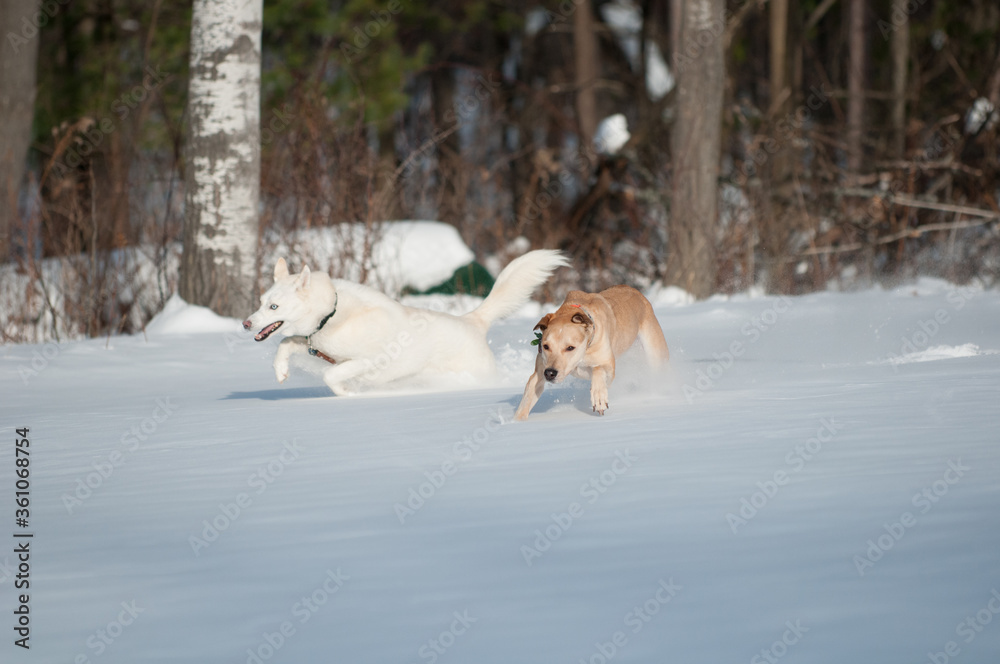 dogs running in the snow