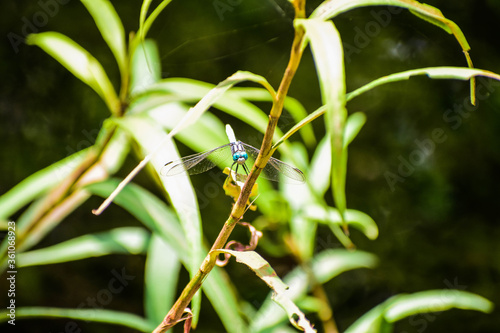 close up dragon fly