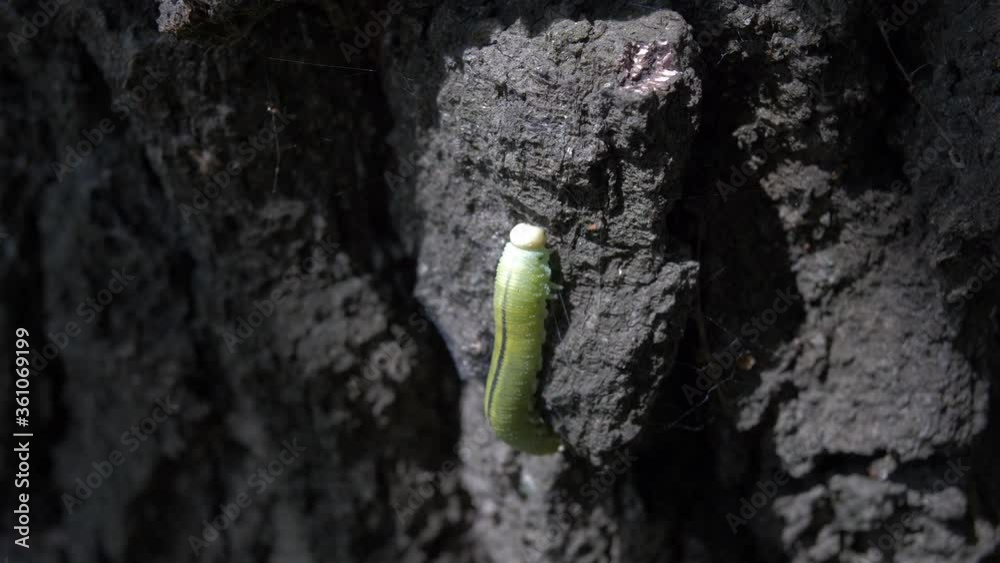 Green Caterpillar on a tree bark going up