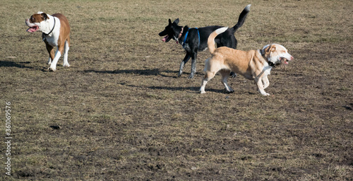 dogs playing in the field