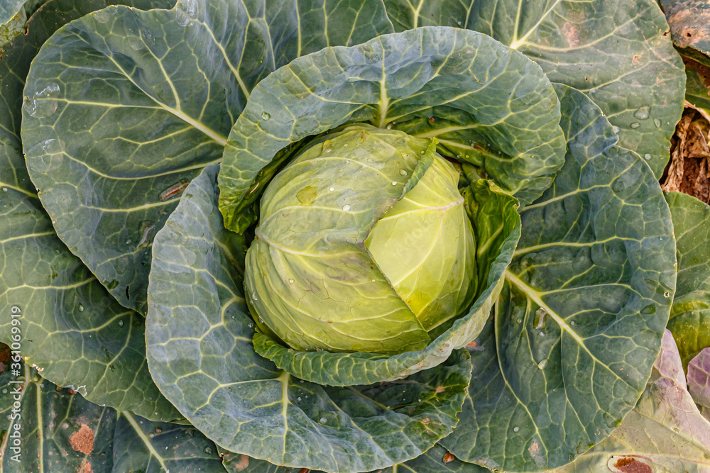 Obraz premium Green Cabbage head in field. Gardening background in open ground, close up.