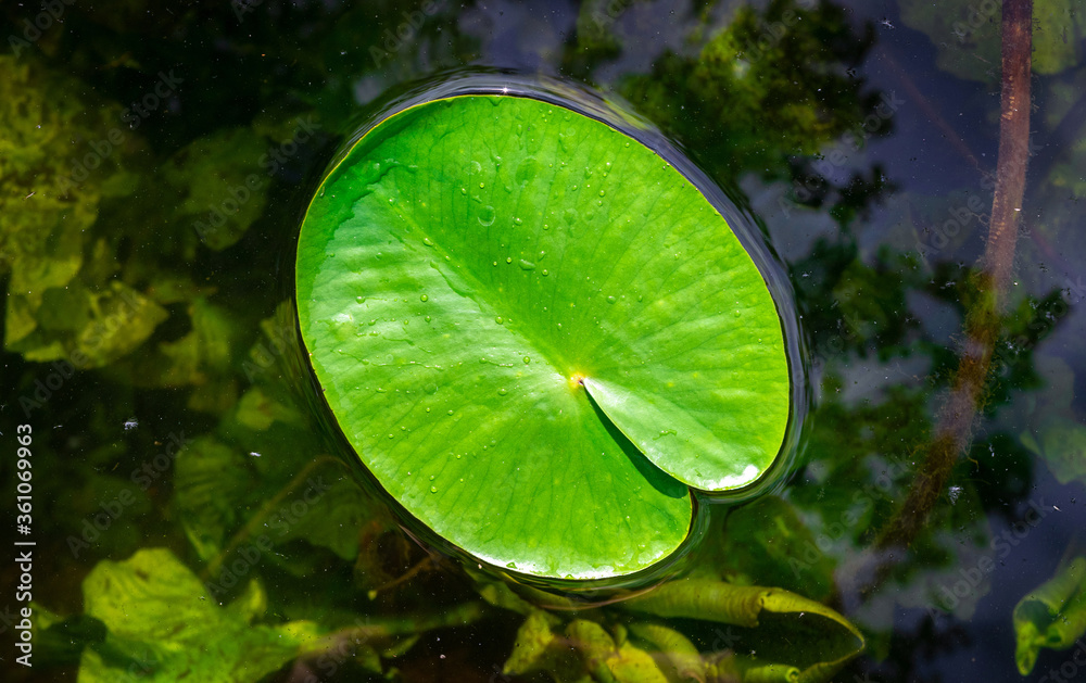 Lotus blossom. Drop water on green leaf plant in garden pond or lake with abstract reflection. Fresh macro dew on nature background. Flat lay, copy space. Lotus blossom. Drop water on green leaf plant in garden pond or lake with abstract reflection. Fresh macro dew on nature background. Flat lay, copy space.