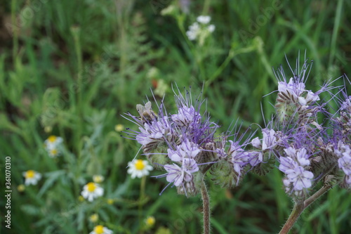 Biene auf lila Blume