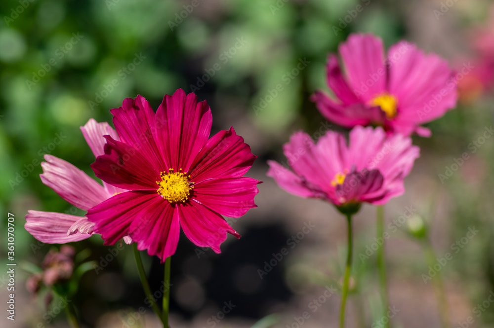 Cosmos bipinnatus beautiful pink purple flowering plant, garden cosmos flowers in bloom Cosmos bipinnatus beautiful pink purple flowering plant, garden cosmos flowers in bloom