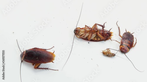 Cockroaches with broken legs are lying on the floor. White background.