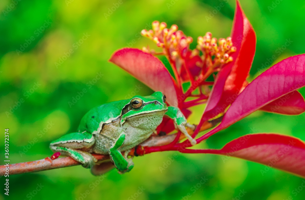 Naklejka premium Beautiful Europaean Tree frog Hyla arborea 