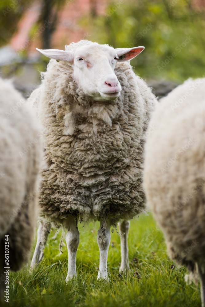 wooly sheep grazing in pasture at countryside wooly sheep grazing in pasture at countryside