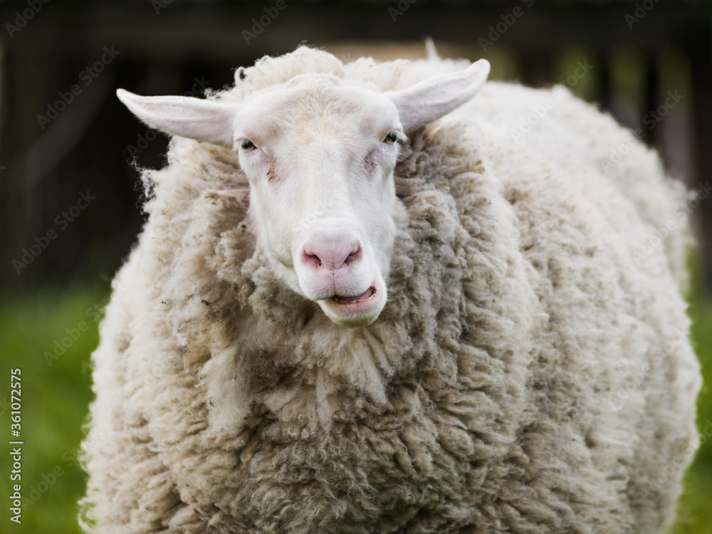 Portrait of funny face sheep chewing grass