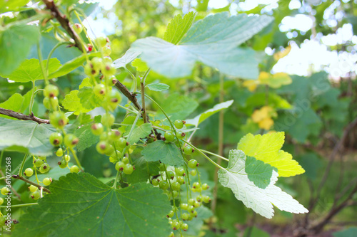 green leaves on a branch
