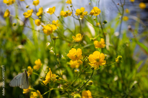 Yellow flower in a green field. Beautiful and quiet environment. © Анатолий Савицкий