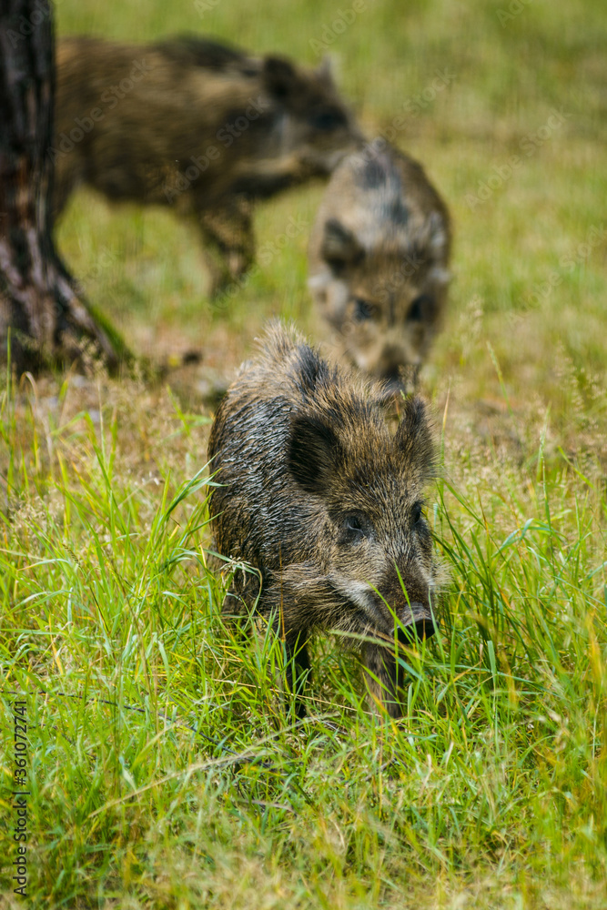 Young wild boars in green forest in summer Young wild boars in green forest in summer