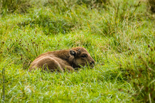 Cute European bison young baby in Białowieża Forest