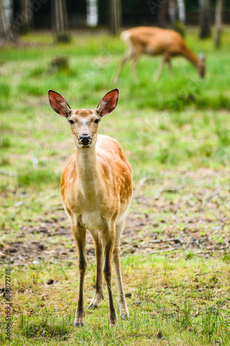 Young Dappled deers feeding in meadow
