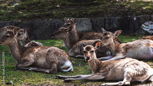 Lying deer in public Nara Park, famous tourist attraction. Nara, Japan
