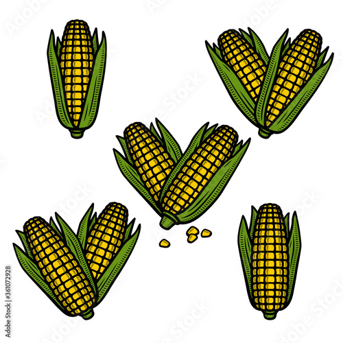 Corn set. Collection icon corn. Vector