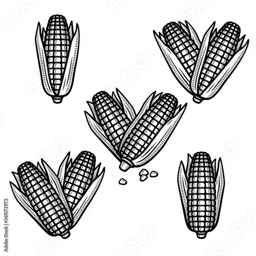 Corn set. Collection icon corn. Vector