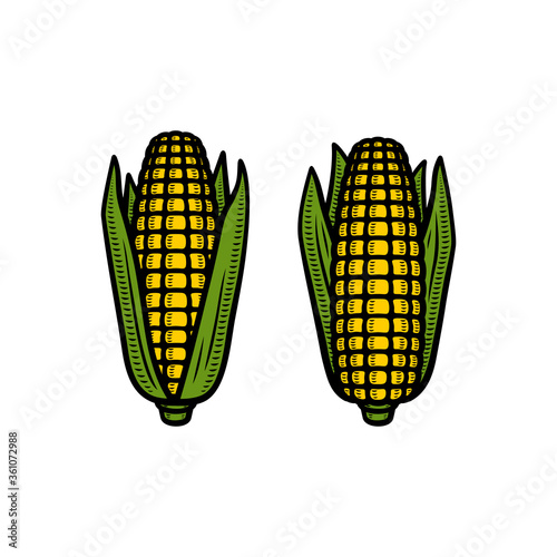 Corn set. Collection icon corn. Vector