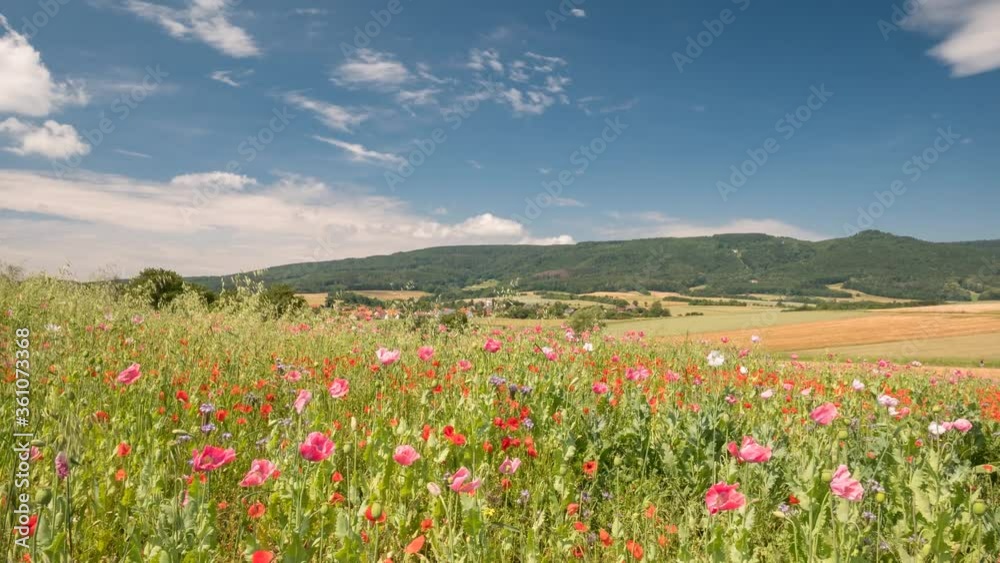 Timelapse - Colourful flowering meadow on the Knuell low mountain range, Germerode, Hesse, Germany Timelapse - Colourful flowering meadow on the Knuell low mountain range, Germerode, Hesse, Germany