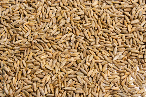 Grain texture of wheat, barley, rye, oat on the screen, natural dry cereal seeds, macro shot. Product of agricultural activity. Germination of cereals for proper nutrition. Close-up background.