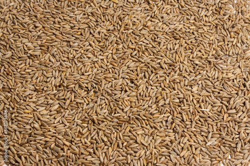 Grain texture of wheat, barley, rye, oat on the screen, natural dry cereal seeds, macro shot. Product of agricultural activity. Germination of cereals for proper nutrition. Close-up