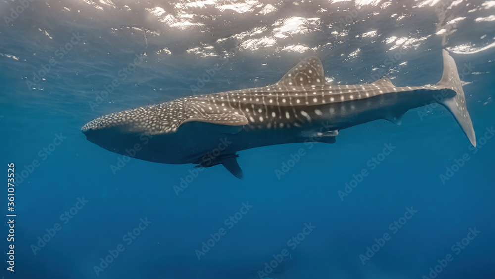 Obraz premium Whaleshark (Rhincodon typus) slowly swimming close to the surface.