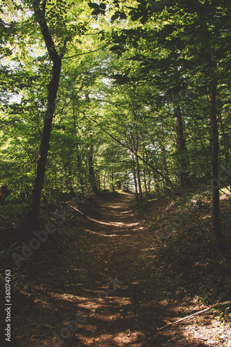 sunlight leaking through the trees on the pathway in the forest 