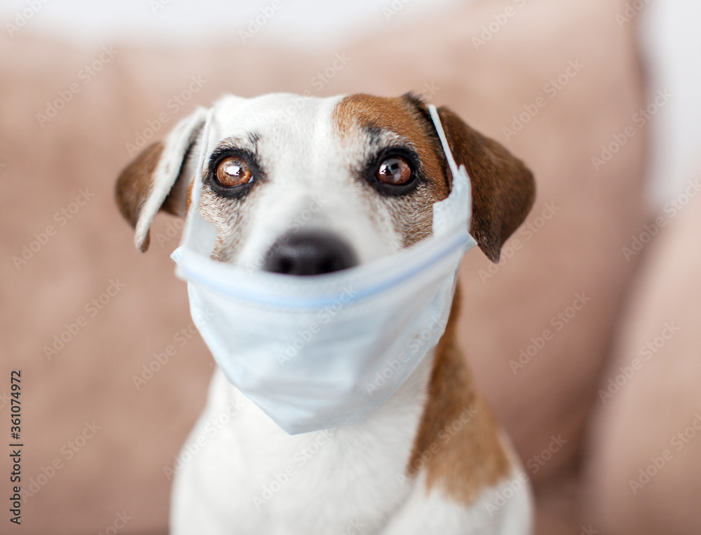 Dog with a medical mask is quarantined at home Dog with a medical mask is quarantined at home