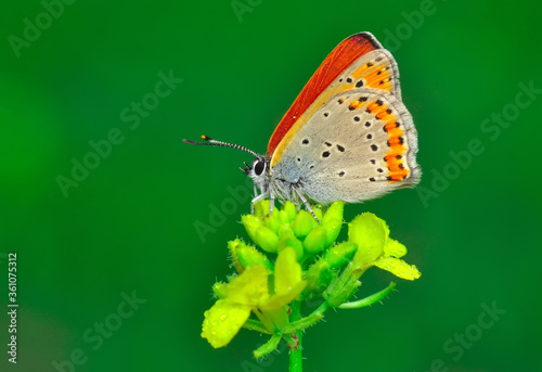 Closeup beautiful butterfly sitting on the flower in a summer garden   © blackdiamond67