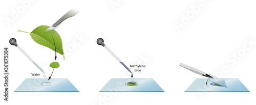 How to prepare microscope slides for examination of leaf cells photo