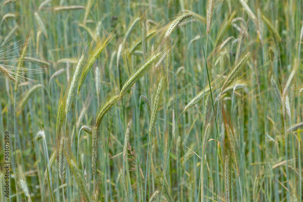 Obraz premium Winter rye Poaceae Pooideae Secrale cereale, an old corn plant