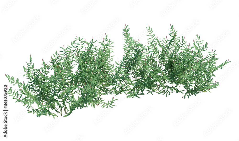 Fototapeta premium 3d Render Brush Tree Isolated on white