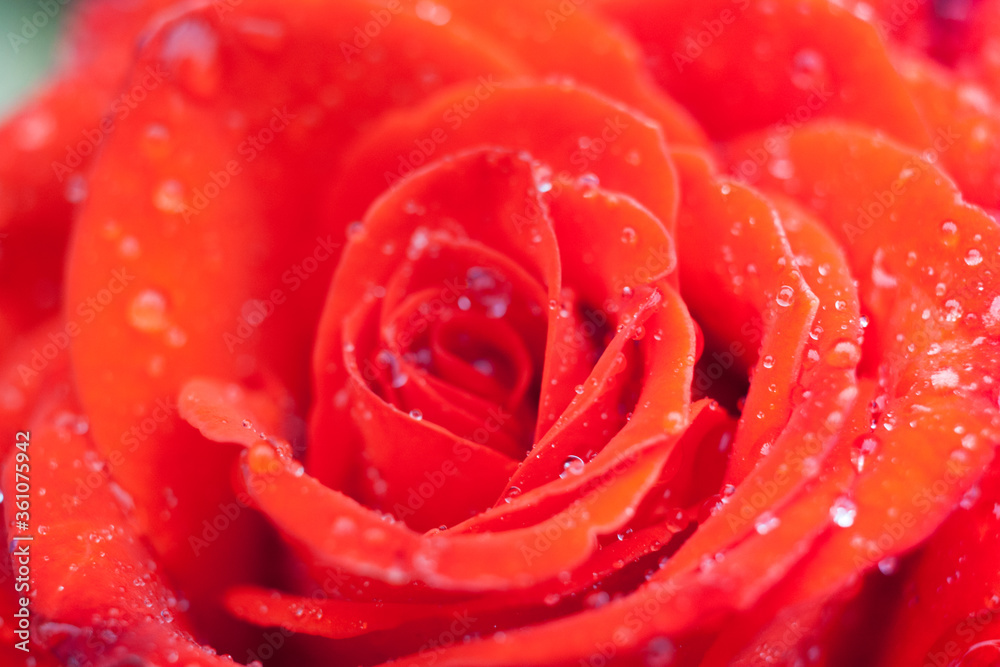 Red rose Red rose