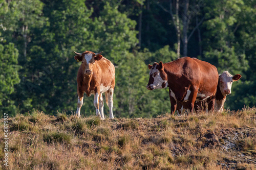 Cows grazing freely on a field in Sweden