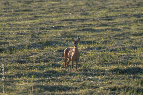 A deer standing in a field with newly cut hey in an early morning shot