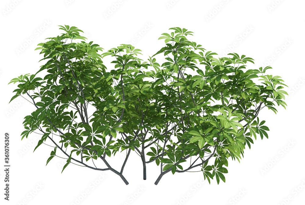 3d Render Brush Tree Isolated on white 3d Render Brush Tree Isolated on white