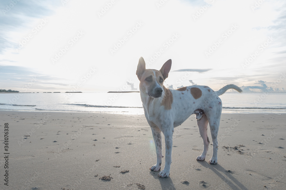 Dogs walk on the beach by the sea in the morning.    