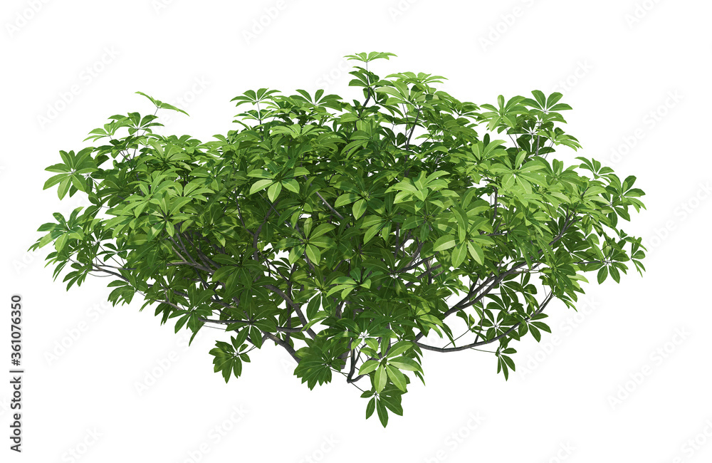 3d Render Brush Tree Isolated on white 3d Render Brush Tree Isolated on white