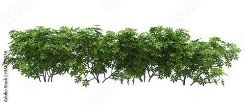 3d Render Brush Tree Isolated  on white